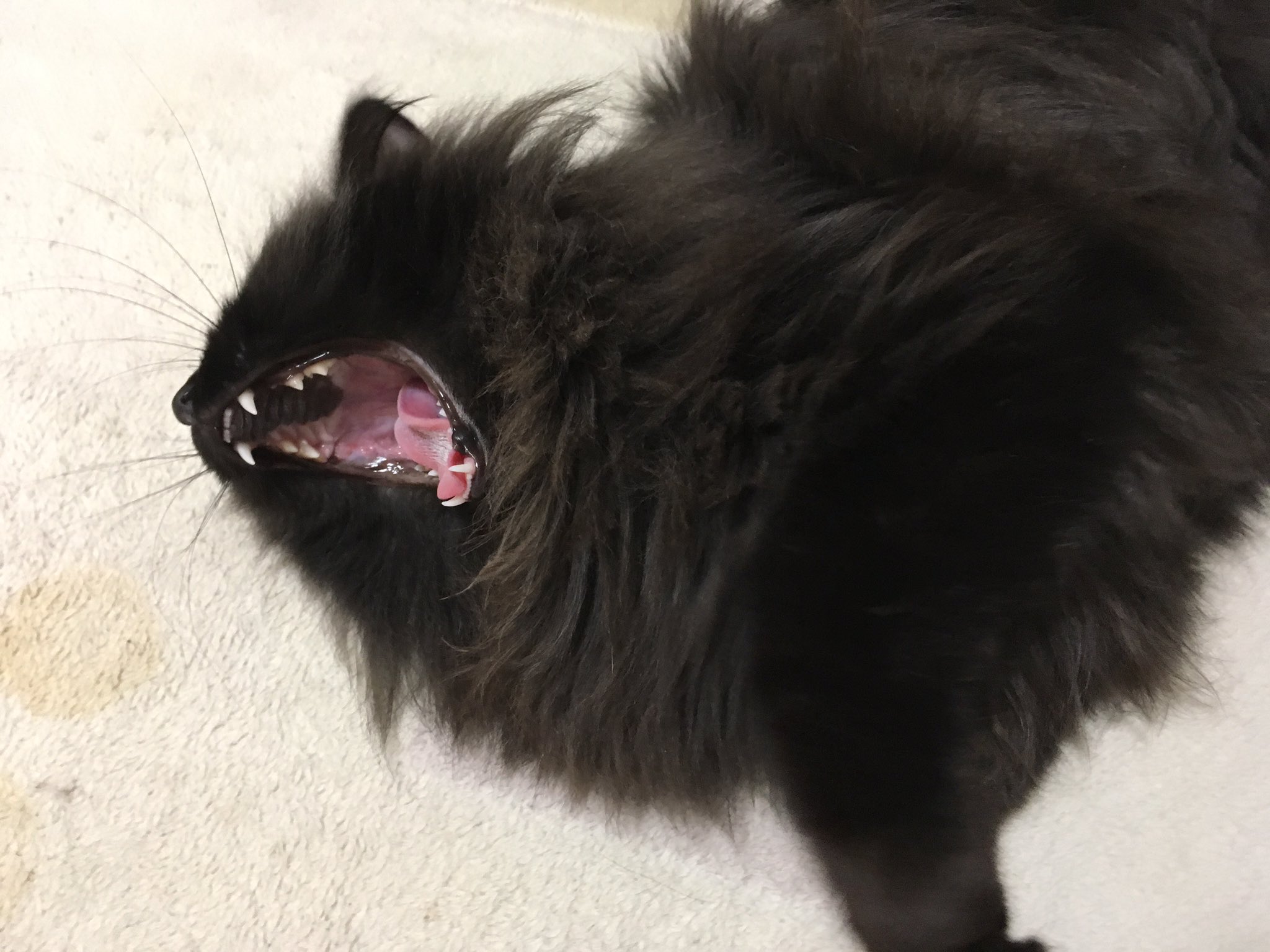 荷葉 Kuromame 96nyan Shien621 黒猫じゃないけど ミックくん 歯茎がツートンカラーなんですよ この驚きを共有したくて 思わず乱入 失礼しました クロスケの上顎に黒い模様が入っているのにビックリしたのも 良い思い出です 笑 T
