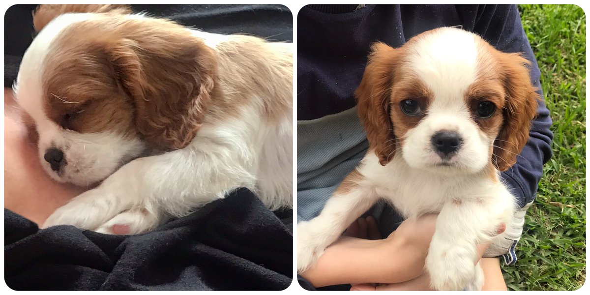 Our newest family member, Daisy, has already stolen everyone's hearts.