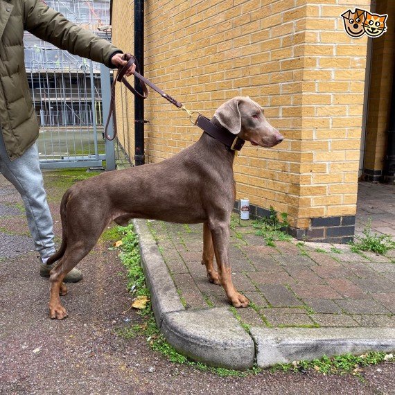 grey doberman