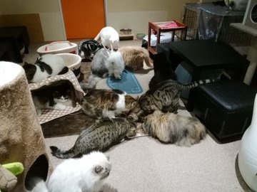 御茶ノ水 猫カフェのお店をご紹介 Pathee パシー