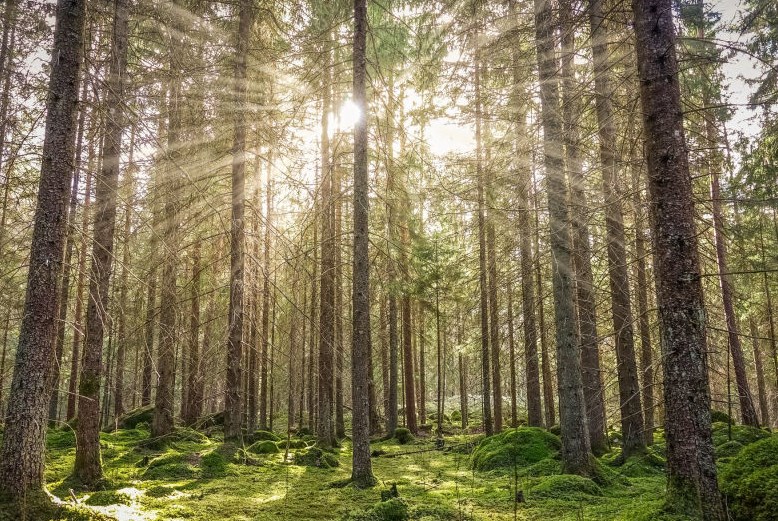 RHCreations's tweet photo. Smells of Nature Lower Physiological Stress🌲🌳🌴🌳🌲 https://t.co/CeB5wwrgoG
