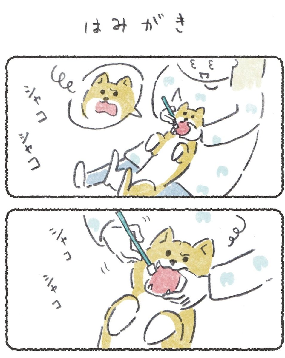 最新話!☺️
犬のはみがきの話→

#豆しばこつぶ 