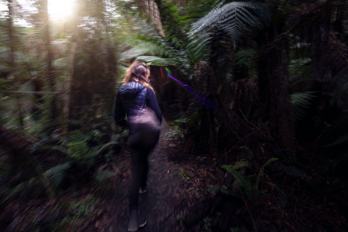 Great Forest NP tweet media