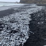 三宅島の浜辺に大量の魚が打ち上げられているのが見つかる!