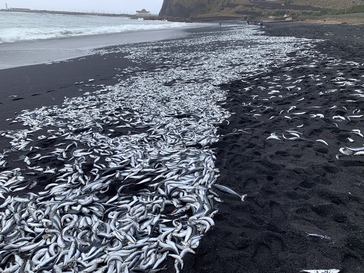 三宅島の浜辺に大量の魚が打ち上げられているのが見つかる！