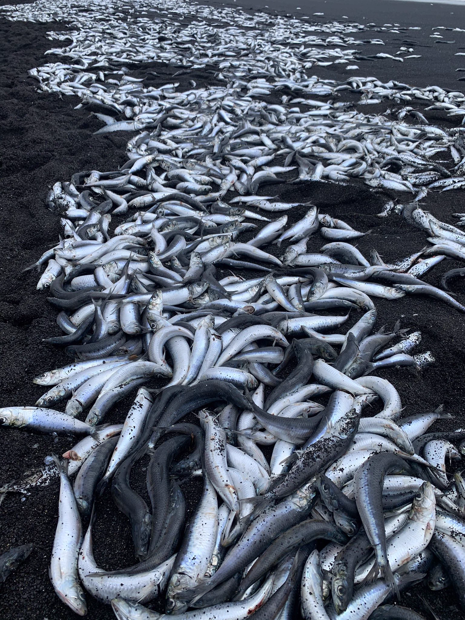 三宅島の浜辺に大量の魚が打ち上げられているのが見つかる！
