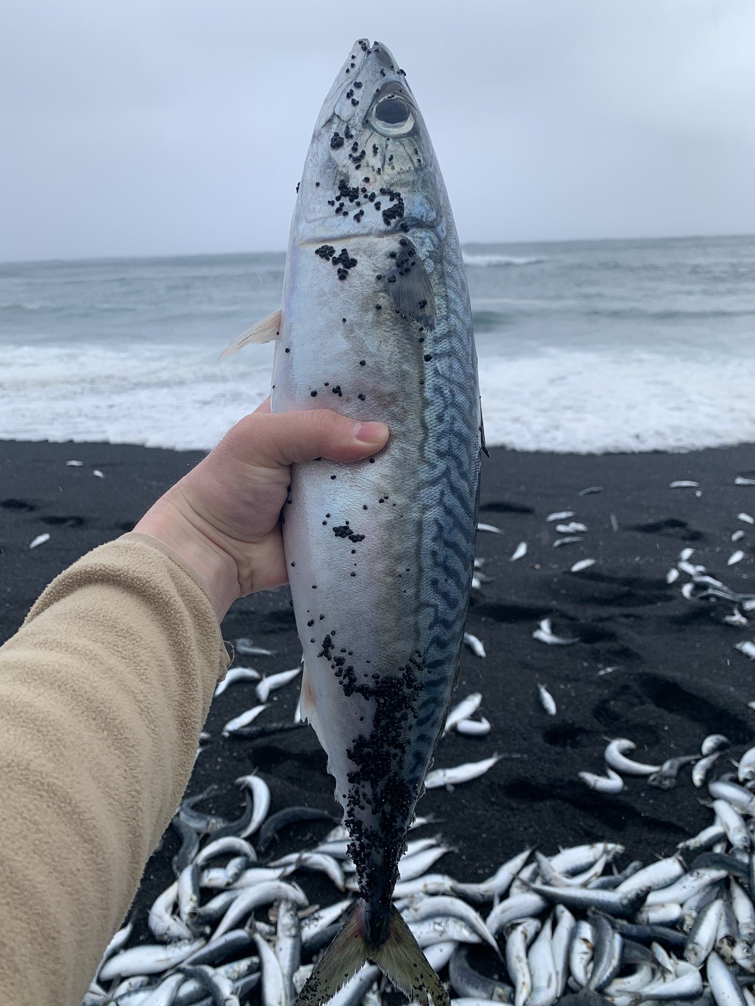 東北の地震の影響で打ち上げられた魚の画像