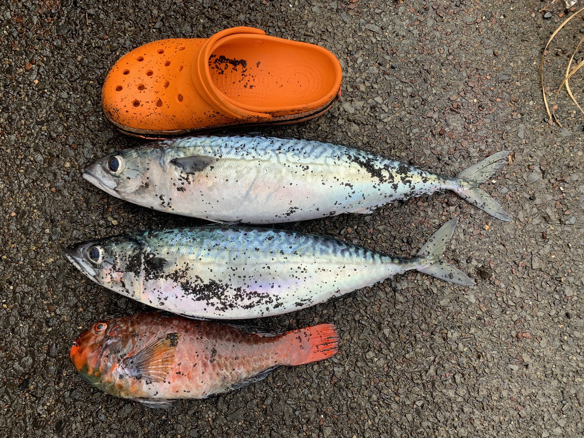 三宅島の砂浜に打ち上げられた魚の画像