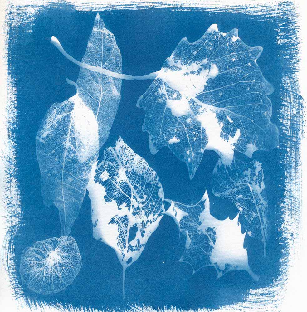 EMULSIVEfilm's tweet photo. 5 Frames... With a Liquid Cyanotype Kit on Fluid Cold Press Finish Watercolor Paper - by @DrMarsRover

Read on at: https://t.co/A51rhzLVIL and follow #cyanotypeparteh

#shootfilmbenice, #filmphotography, #believeinfilm https://t.co/cZdM9eUZUV