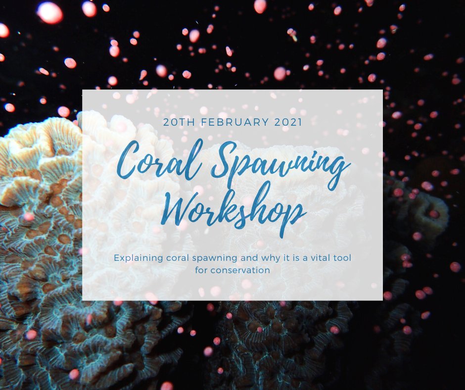 ConservationD's tweet photo. On the 20th of Feb at 5pm GMT Chad, our founder is hosting a workshop on how important #CoralSpawning is in #CoralRestoration. Join us to learn the ins and outs of this natural event!
Link to grab your spot, and more details is below
https://t.co/T3ghZ0F4vd
#conservationdiver https://t.co/iEn9U1TjNr
