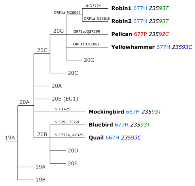 Why are they named after birds? Since so many share the same AA mutation, names relying on this weren't working! We were keen to avoid geography-based names like 'Florida variant,' so we picked American birds! This isn't intended to be a new system - just useful nicknames!5/17