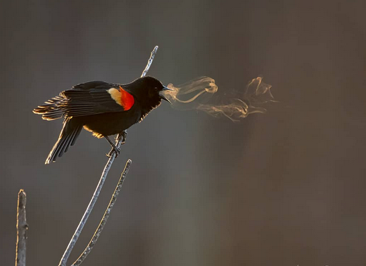 Photographer Kathrin Swoboda captured amazing images of a red wing blackbird's song, visible via the bird's breath in cold air and early light #womensart