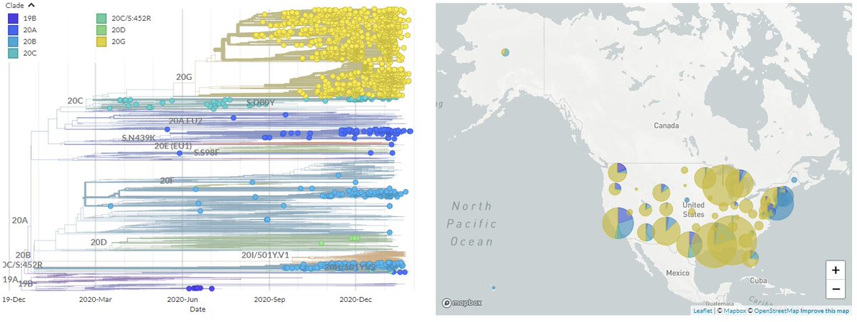 On a S:Q677-focused Nextstrain build, it quickly became apparent that there were multiple separate branches where Q677 mutants had arisen independently. We focused in on those in the USA.Nextstrain build, filtered to 677H & P in the USA:  https://nextstrain.org/groups/neherlab/ncov/S.Q677/2020-02-04?f_country=USA&gt=S.677H,677P3/17