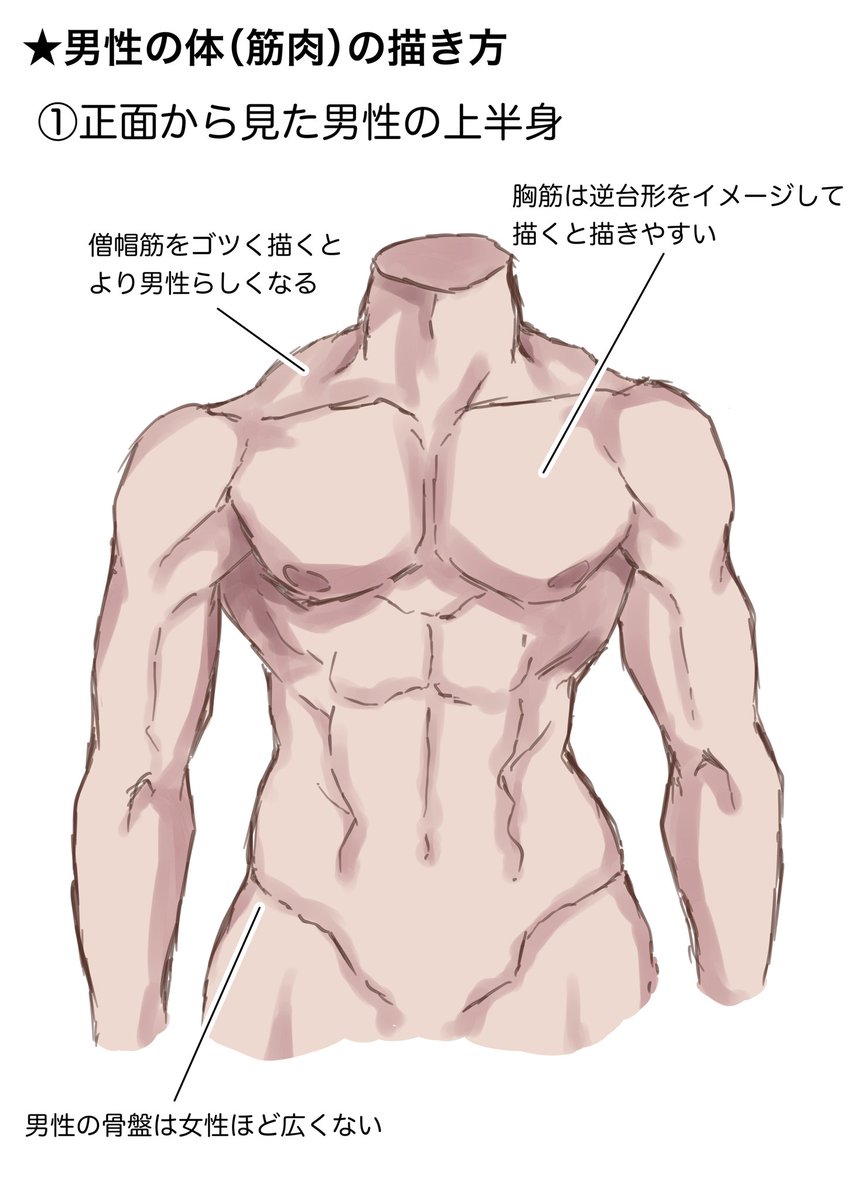 Elblogdenpeus 99以上 男性 上半身 筋肉 イラスト