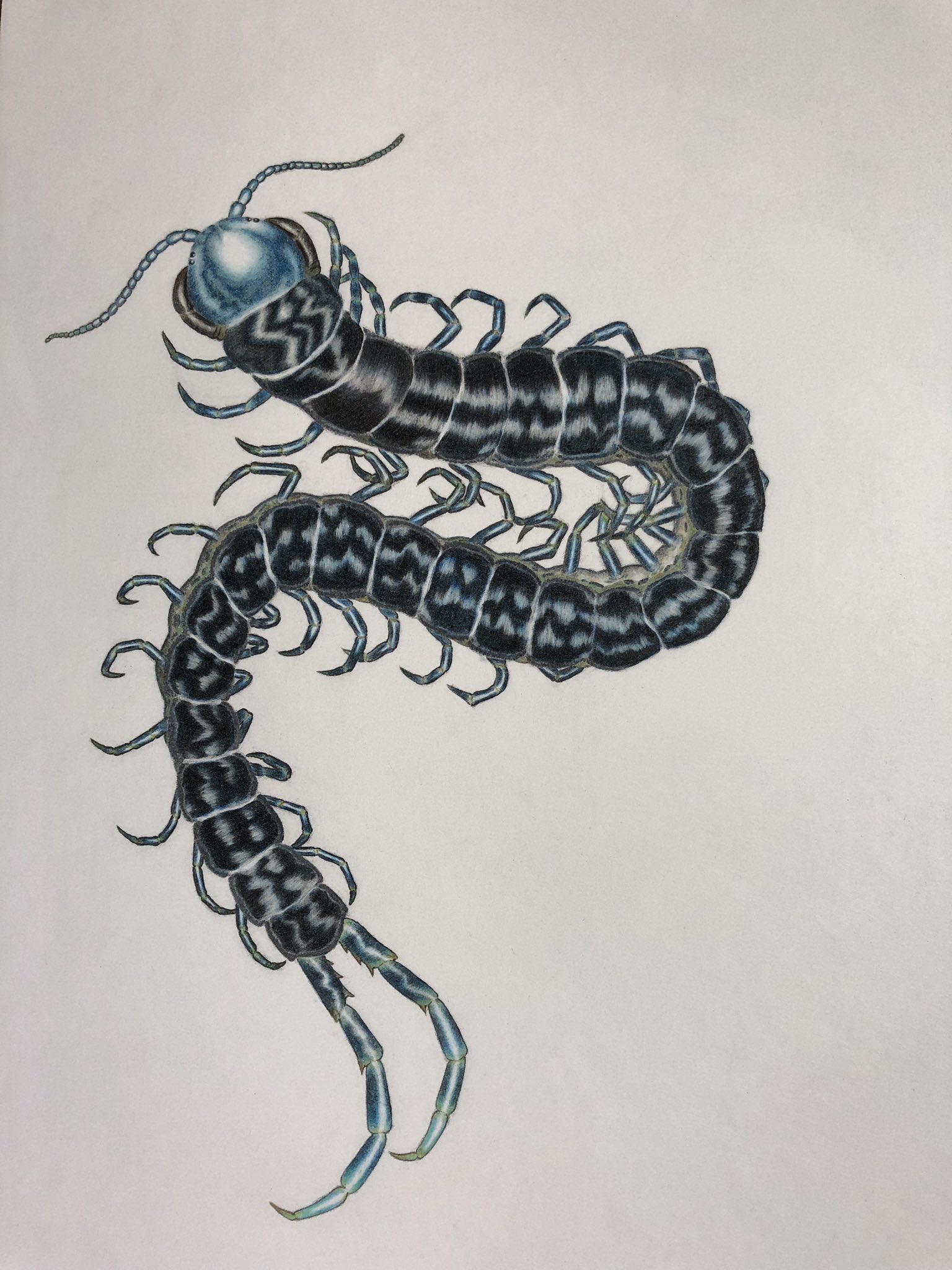 あお ムカデの絵を描きました 昆虫好きの方と仲良くなりたいです 特に昆虫が大好きですが生き物全般好きです アカウント作ったばかりで もしよろしければ絡んでもらえると嬉しいです イラスト 色鉛筆画 ムカデ 昆虫 虫好きさんと繋がりたい 節