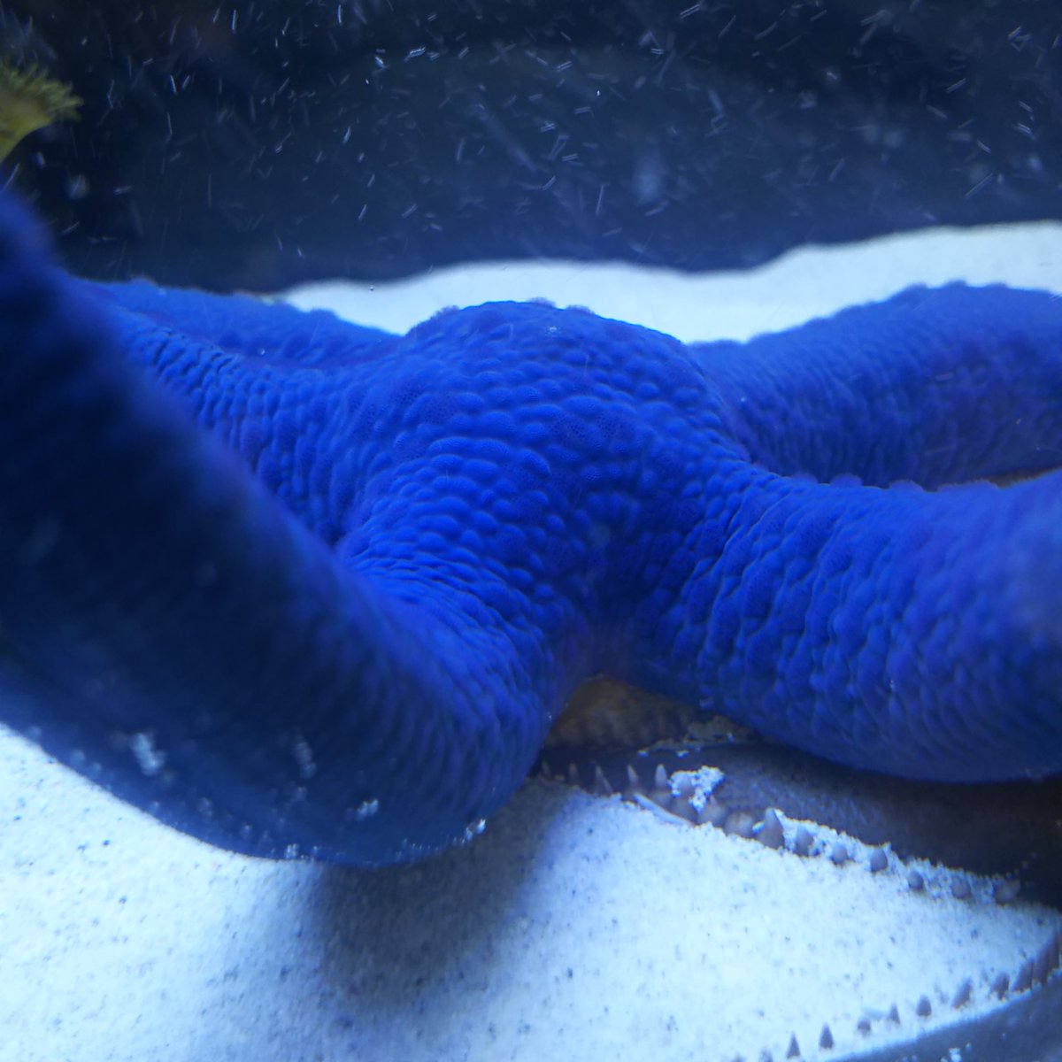 コクワガ座布団 今朝のアオヒトデはカイメンを食べてた模様 Zw Z 3 コクワガ座布団 今朝のアオヒトデはカイメンを食べてた模様 Zw Z 3