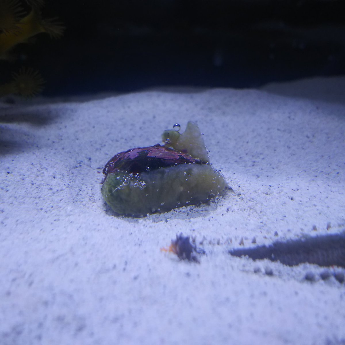 コクワガ座布団 今朝のアオヒトデはカイメンを食べてた模様 Zw Z 3 コクワガ座布団 今朝のアオヒトデはカイメンを食べてた模様 Zw Z 3