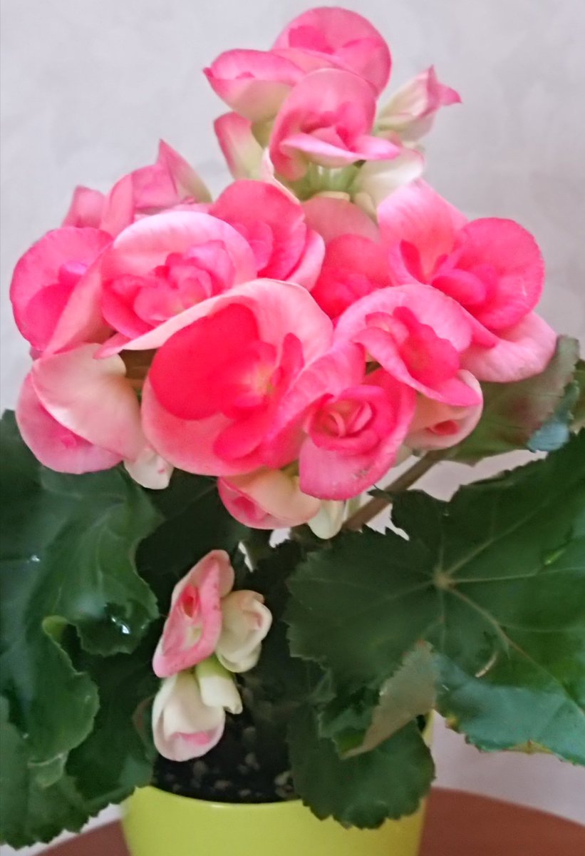 レモングラス お花屋さんで心惹かれた お花達 お店の方に 水やりや陽当たり等 いろいろとお話を聞いて テンションが上がりました 今日も元気に 咲いています