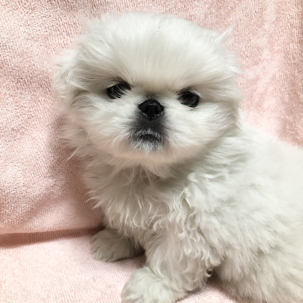 ヒサヨファミリー犬舎 Hisayofamily Twitter ヒサヨファミリー犬舎 Hisayofamily Twitter