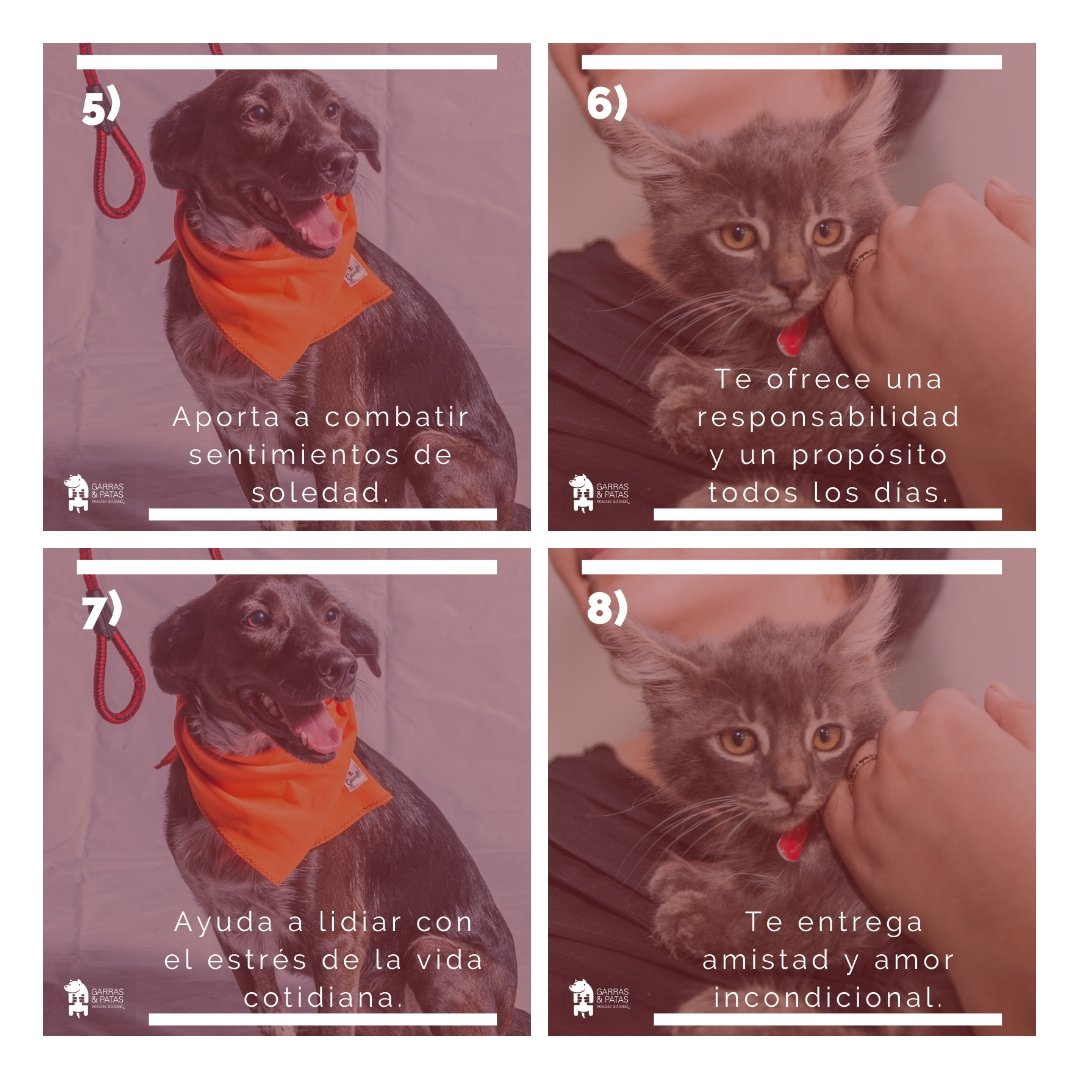F_GarrasyPatas's tweet photo. Partimos la semana con #8Razones para incorporar un peludín a tu vida. Anímate y verás cómo cambia todo. 🧡🐾
#TenenciaResponsableGyP https://t.co/xX6zCMb6r5
