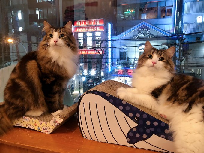 にゃんこと 高田馬場 猫カフェ Pathee パシー