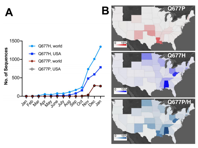 Sparked by  @macroliter &  @DDomman independently spotting a rise in Q677P mutants in New Mexico & Louisiana, we teamed up & started investigating!We noticed an increase in both Q677H and Q677P mutants around the world and within the USA, in particular since autumn 2020.2/17