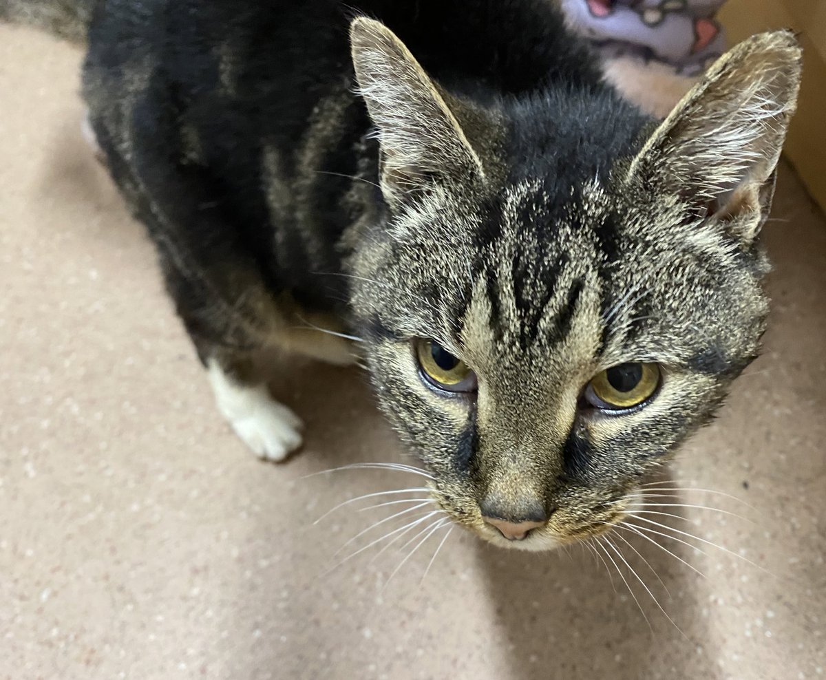 Tinglytong's tweet photo. To my new followers - henlo I am Ting Tong the 1st.  I am a gentle sweet flirty little kitty from the hood looking to make lots of furrriends here on Twitter I already have made some who are pawsome. Here’s me waiting on 🍗 
Follow ting and ting will follow back. 🐈 MEOW 🐾 https://t.co/bti1tZB3YO