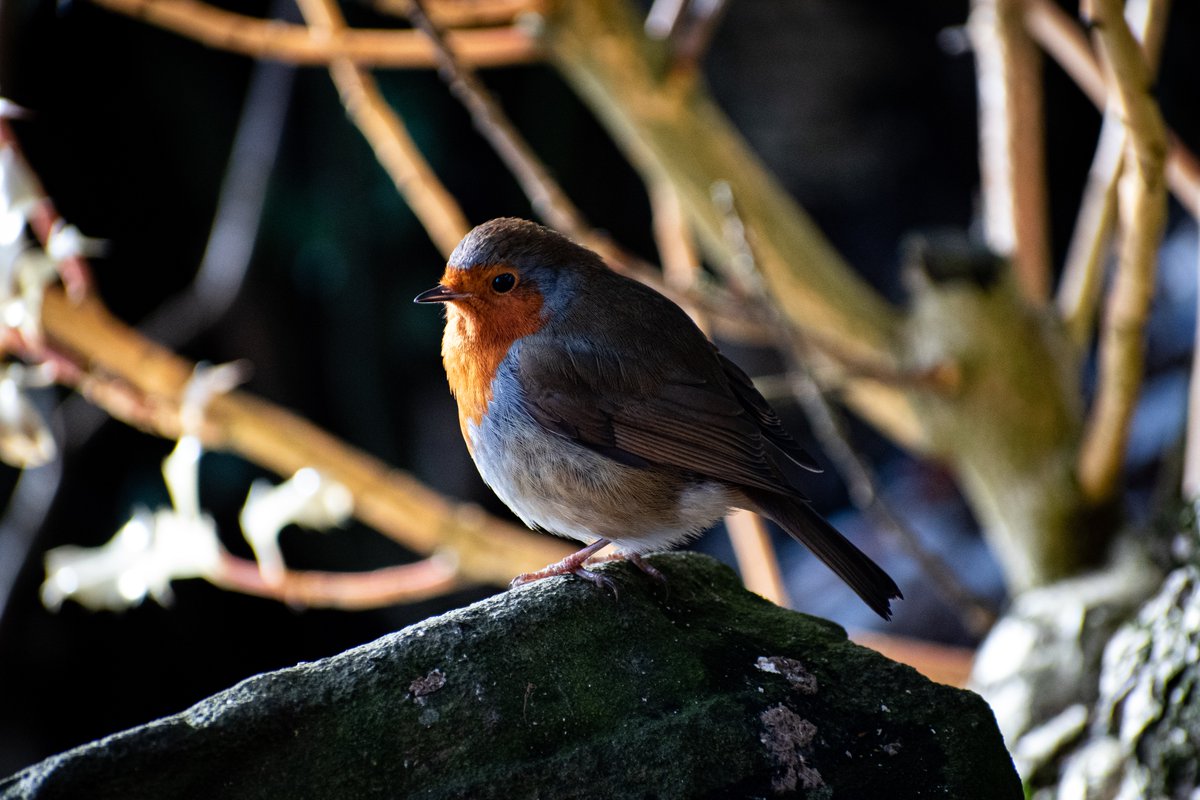K_T_Dale's tweet photo. Vent over. Here are a couple of pictures of Robins I took doing the #RSPB Bird Count. 

#Robin #Birds #photography #Nature #winter https://t.co/Y090kI64cL