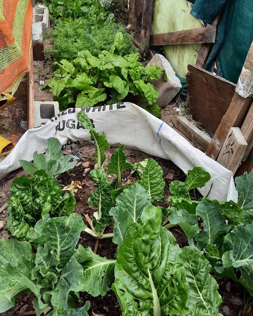 Food in a bag. A simple concept of literally growing food in a bag. To maximize space, promote food security and township greening for aesthetic and biodiversity

#townshipfarmers 
#townshipgreening 
#growyourownveggies