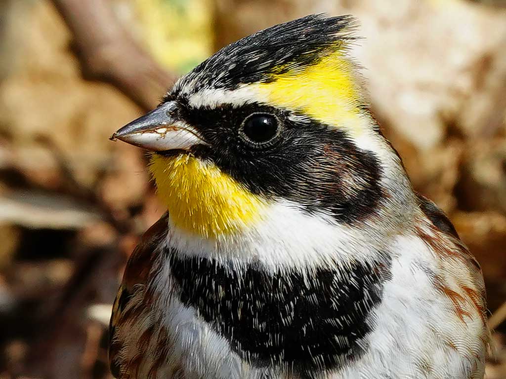 やなぎ二郎 筑波山 ミヤマホオジロ 顔のアップで 白黒黄色で塗り分けられている Yellow Throated Bunting 野鳥 野鳥撮影 Birdsphotography Birding