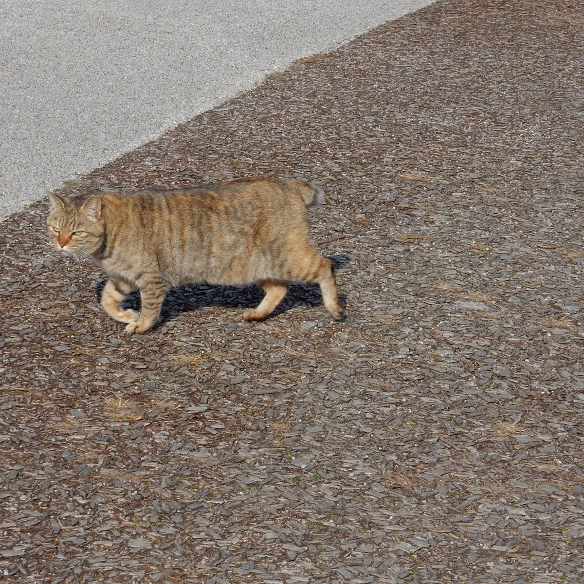 Miyuki チラっと見られて逃げられた ネコスタグラム のらねこすたぐらむ ネコ チラ見 ファインダー越しの私の世界 写真好きな人と繋がりたい カメラ好きと繋がりたい カメラ女子 キリトリセカイ 山口県宇部市 Ubecity T Co Gxqc1mvtdh