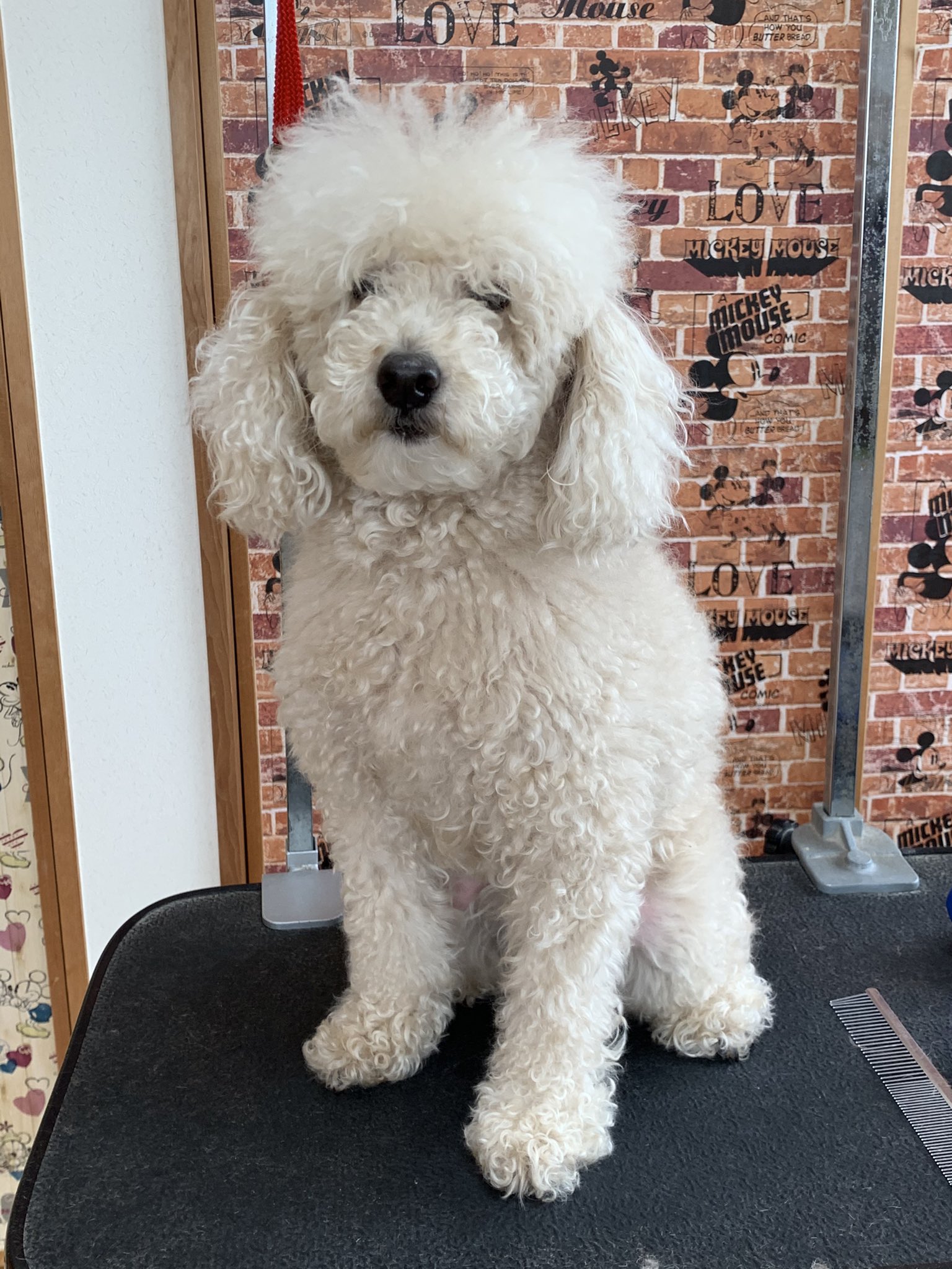 羊カット Twitter Search Twitter