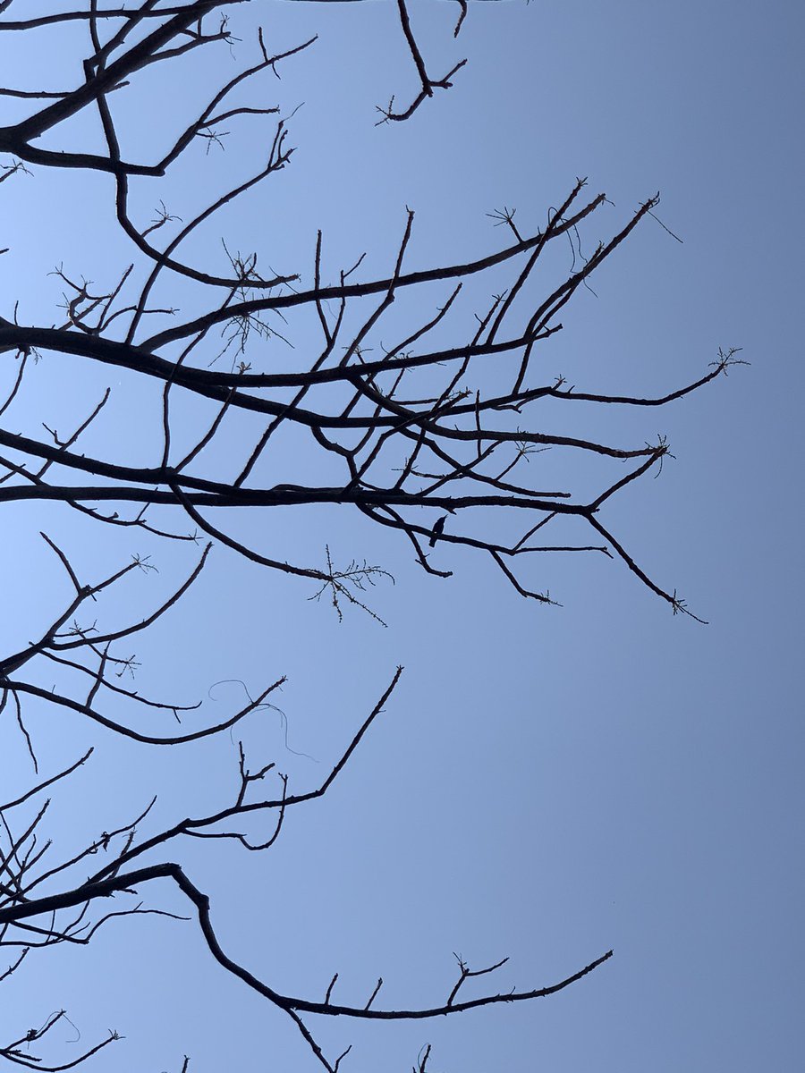 indraneelaroy's tweet photo. Find the bird in the picture and enjoy watching Sun-rays #birdphotography #shotoniphone #iPhoneXsMax #Apple #apple #nature #naturelove https://t.co/VNfUAWNd71
