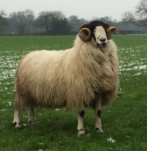 Rough fell, the absolute units these guys are