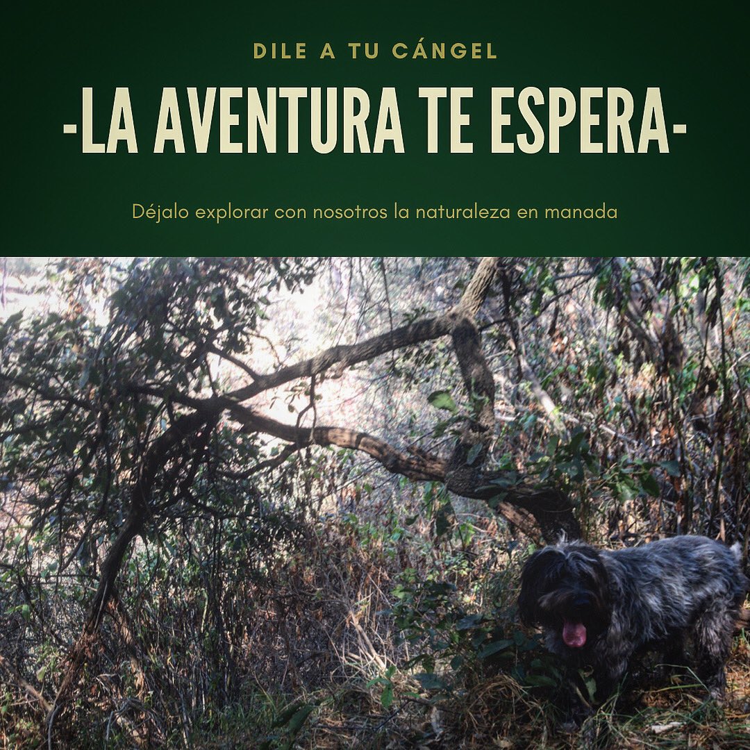 CangelesMexico's tweet photo. #Cángeles #CángelesRefugio #Caminologías #Caminologíascaninas #refugiocanino #guarderíacanina #hoteldeperros #AdoptaNoCompres #AdoptDontShop #perroscdmx #perrosfelices #paseoatuperro #adoptauncángel #dogshelter #dogdaycare #dogsitting https://t.co/Hlh8WzGMnk