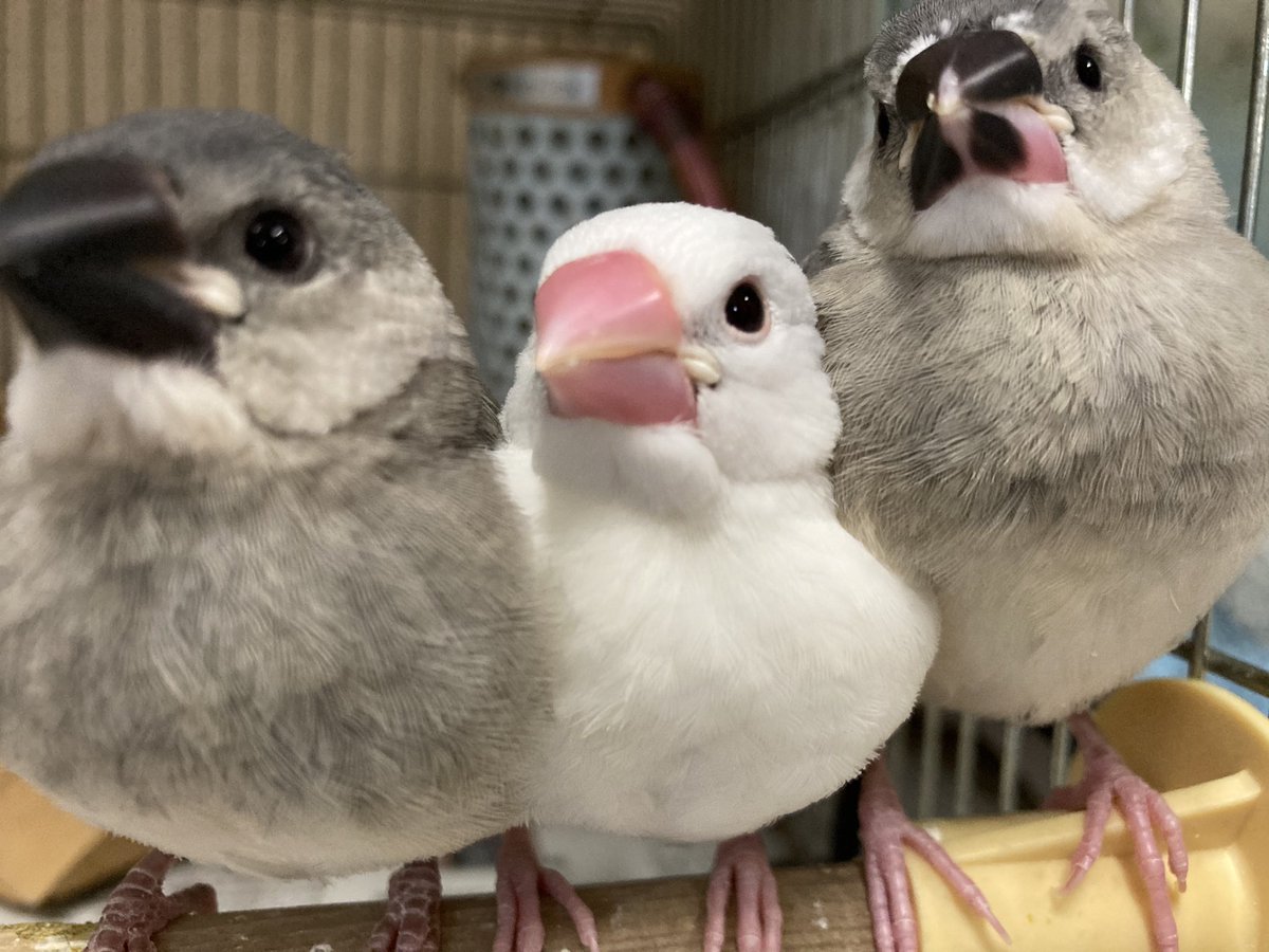 佐屋高校文鳥プロジェクト 弥富文鳥 小鳥 弥富 桜文鳥 白文鳥 可愛い かわいい 挟まりたい もふもふ ふわふわ 佐屋高校文鳥プロジェクト 弥富文鳥 小鳥 弥富 桜文鳥 白文鳥 可愛い かわいい 挟まりたい もふもふ ふわふわ