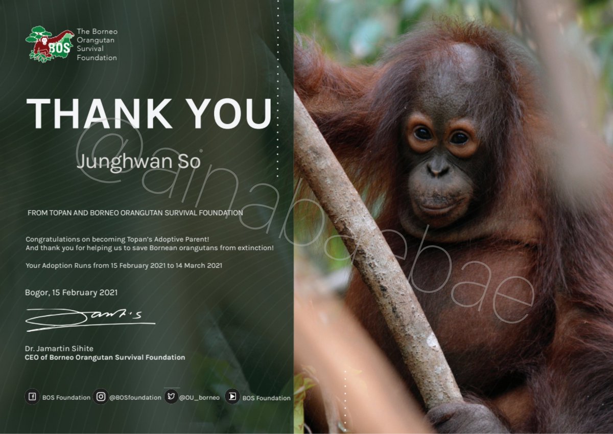 I adopted an Orangutan on behalf of So Junghwan to celebrate his sweet 17 (Korean age). Her name is Topan, 1,5 years. Now Junghwan is becoming Topan's adoptive parent.
#saveorangutan #OrangutanFreedom #트레저 #トレジャー @treasuremembers
