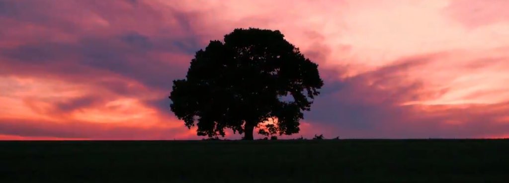 Así que esa es la forma del corazón.Pero el intro de MAMA dice que la codicia de la Fuerza Roja secó el árbol de la vida y el corazón se secó lentamente. Por eso EXO debe dividir el árbol, para salvarlo de la Fuerza Roja.Vemos alusión a esto de nuevo en Obsession, con el Árbol.