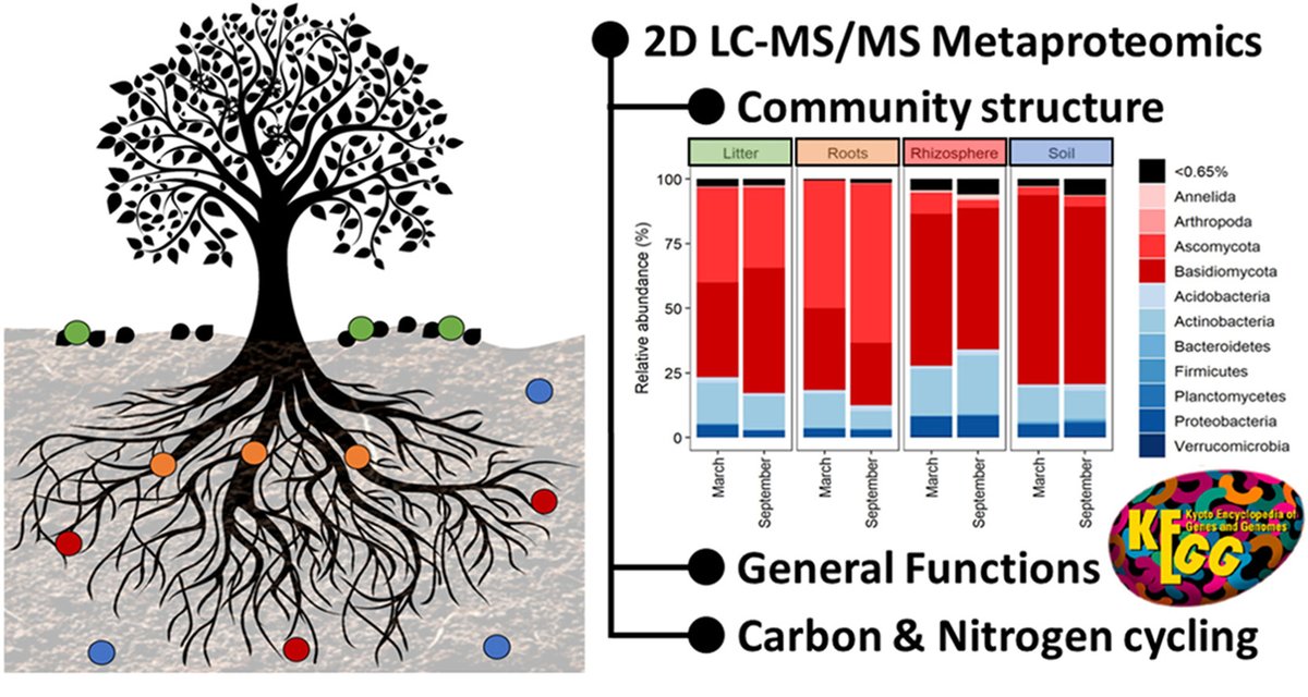 Forest topsoil habitats: litter, soil, roots and rhizosphere harbor distinct proteins, yet most CAZYmes are fungal and most N-cycling ones are bacterial. Metaproteomics with metagenomics and metatranscriptomics combined in the FICUS project with EMSL & JGI
sciencedirect.com/science/articl…