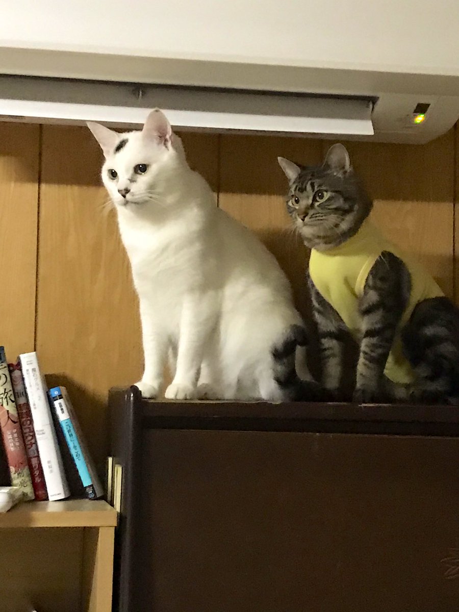 猫のおうち Necon ねこん 何見てるの 何かある 視線が移動してるし 少し怖いんだけど 猫 姫路 保護猫 猫カフェ 猫好きさんと繋がりたい 猫のおうちnecon Necon