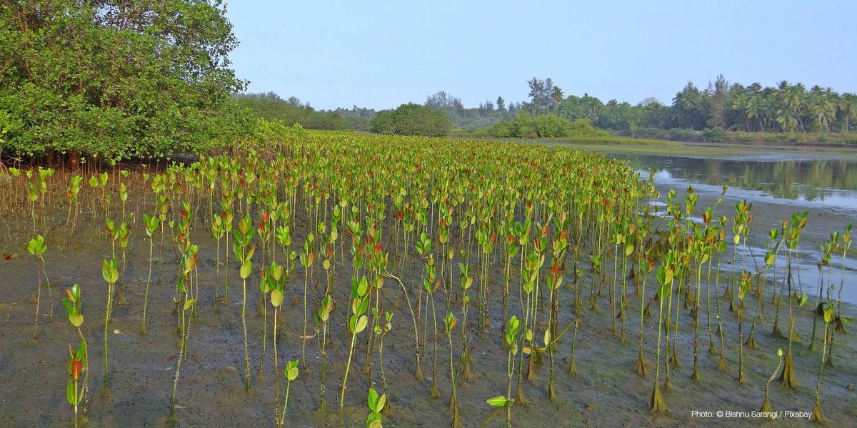 IUCN tweet media