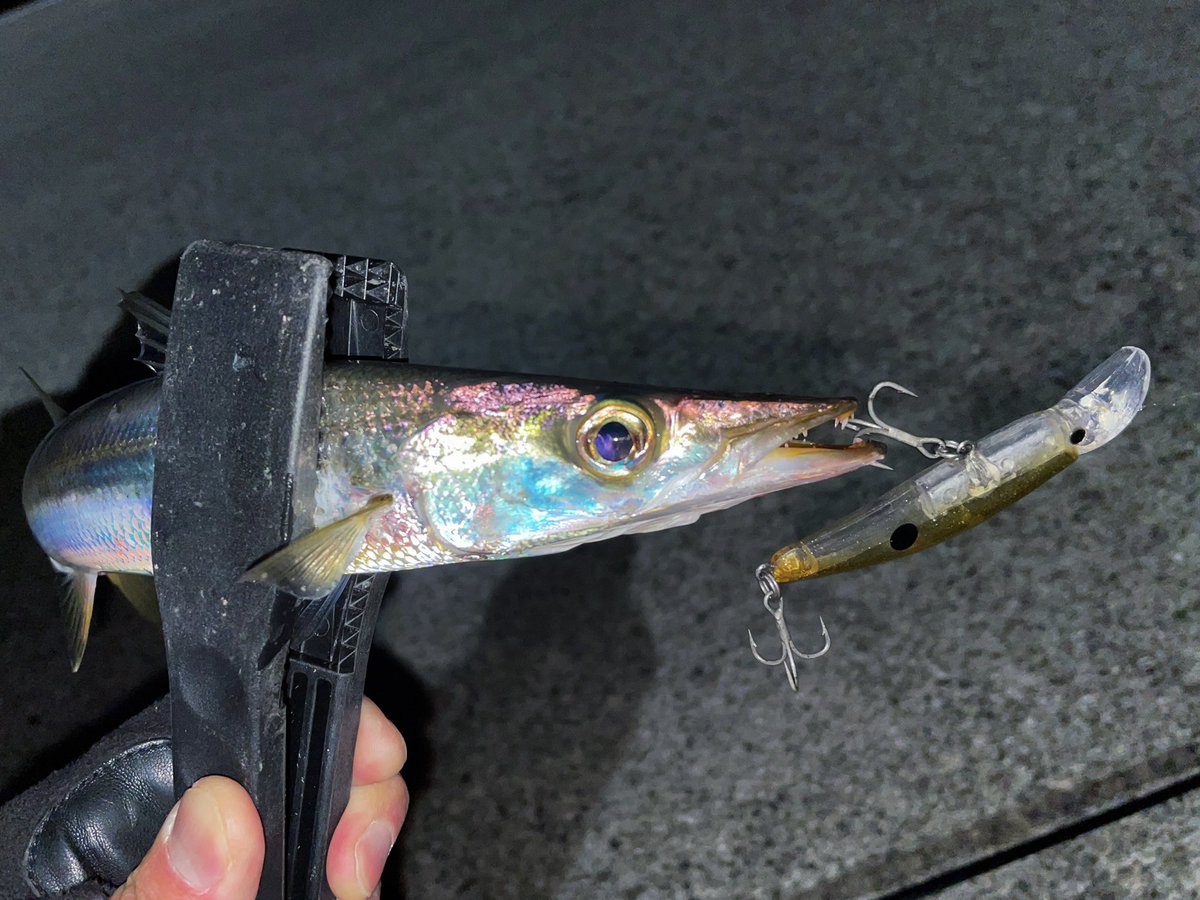 濵端 裕司 悪天候でもついついカマス釣りに 76 Streamで安心のやりとり カマス カマサー タックルハウス ヤマガブランクス ブルーカレント ルアーフィッシング Fishing Fishinghamabata 釣りスタグラム 釣具屋 那智勝浦 南紀 和歌山 濵端 裕司 悪天候でもついついカマス釣りに 76 Streamで安心のやりとり カマス カマサー タックルハウス ヤマガブランクス ブルーカレント ルアーフィッシング Fishing Fishinghamabata 釣りスタグラム 釣具屋 那智勝浦 南紀 和歌山