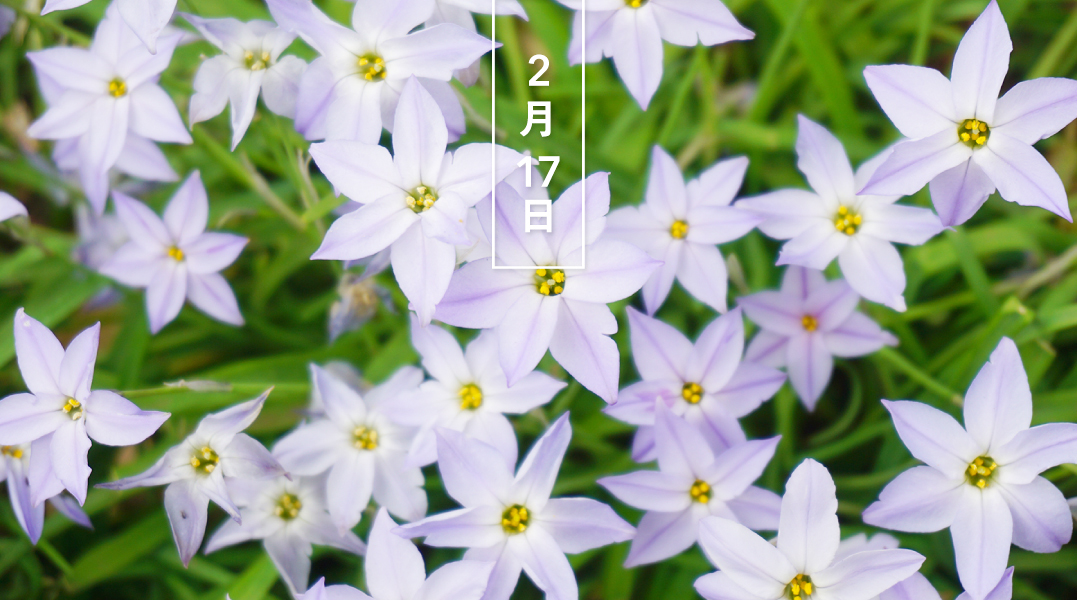 暦生活 こよみせいかつ ハナニラ 花韮 花の日めくり 花言葉は 別れの悲しみ 葉は 形も匂いもニラに似ています 日本には 明治期に渡来しました 英名 春の星 は 花の形に由来します 今日がお誕生日のみなさま おめでとうございます