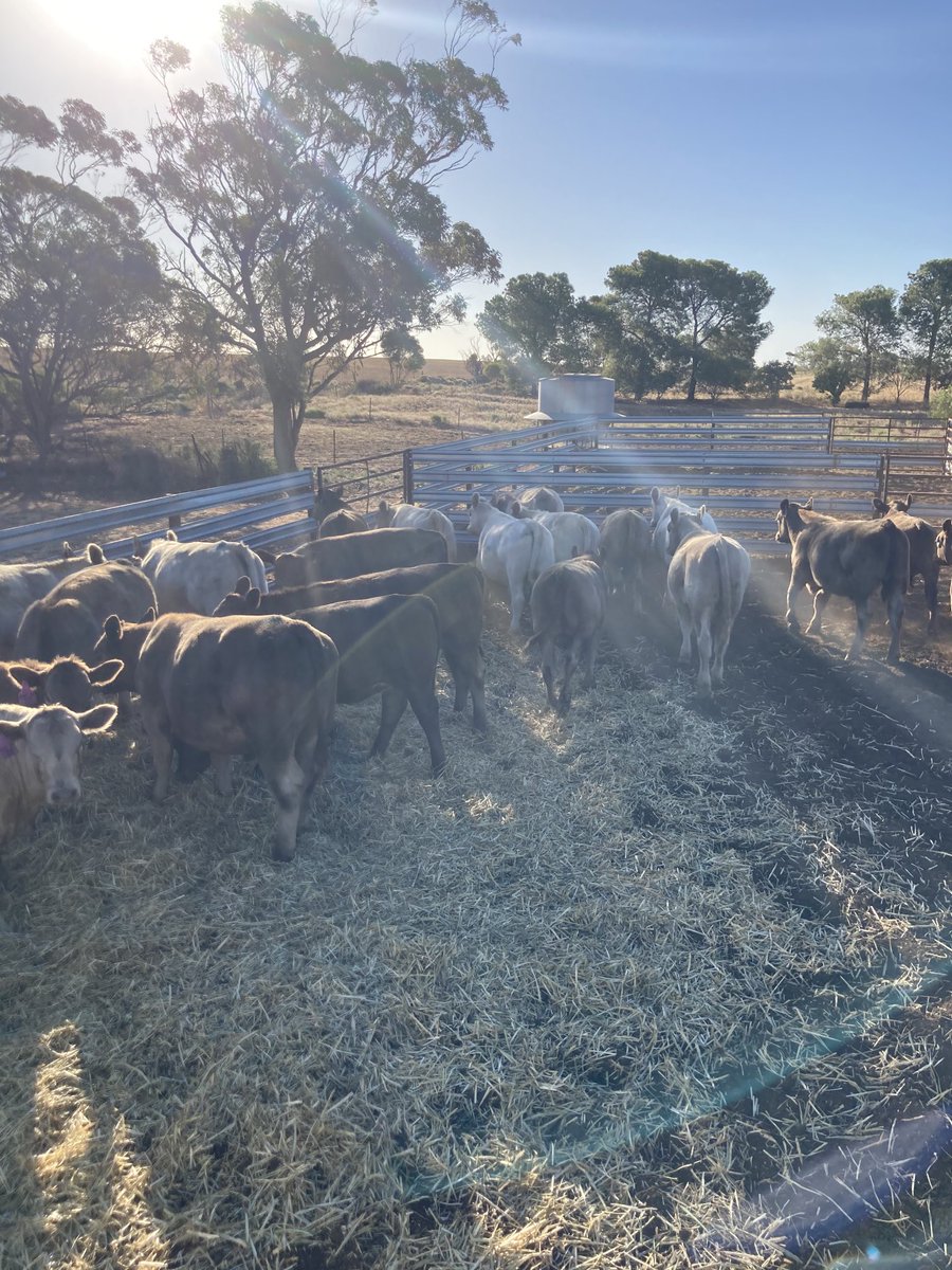 Yourstockagent's tweet photo. Great opportunity this Friday on Auctions plus, just assessed this line of mixed sex Murray Grey weaner calves at Clements Gap for Hill Livestock and the Burt Family. #murraygrey ⁦@soph_burt⁩ #cattle #weightforage https://t.co/evpZow9zsd