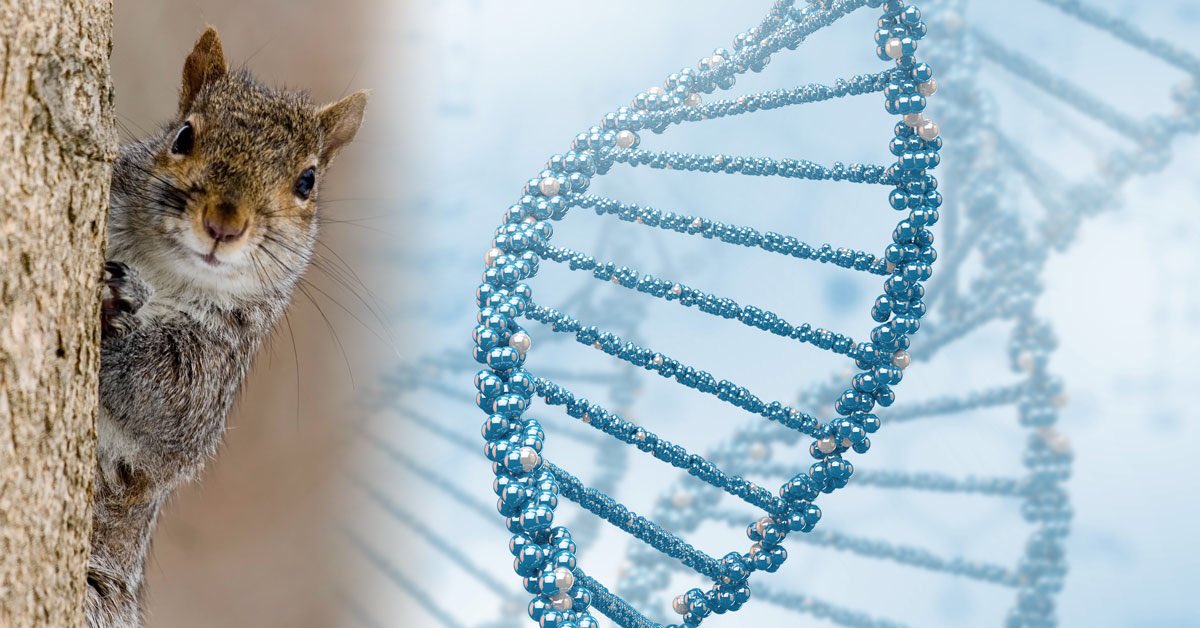 GMWatch's tweet image. Here’s an elimination #GeneDrive project planned for the UK — targeting the grey squirrel gmwatch.org/en/news/archiv… #CRISPR #NewGMO