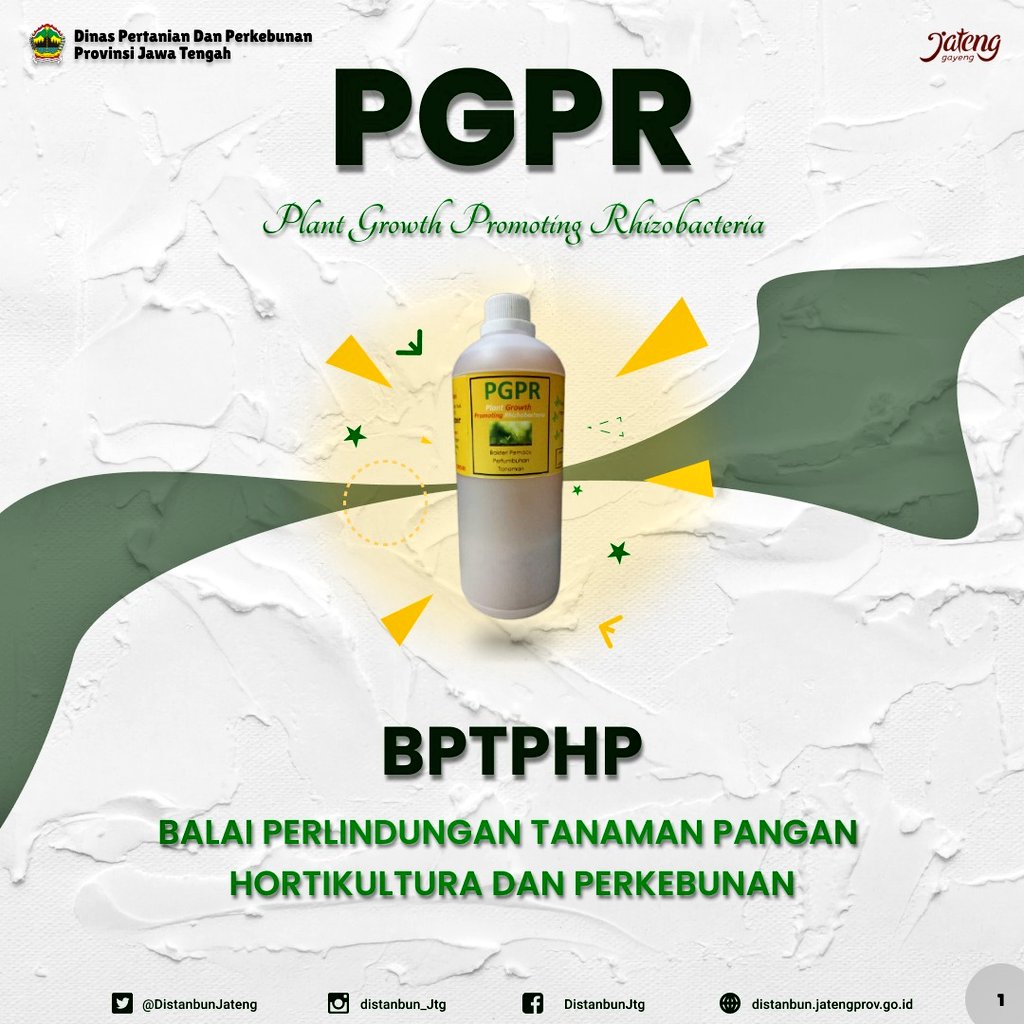 distannakjateng's tweet photo. PGPR (Plant Growth Rhizobacteria) adl kelompok bakteri menguntungkan yg dimanfaatkan petani dlm memacu pertumbuhan tanaman. Bagaimana cara membuatnya?.. Simak info ini ya!..

#BersatuJagaPangan
#JatengGayeng https://t.co/X7X1Eu4P1f