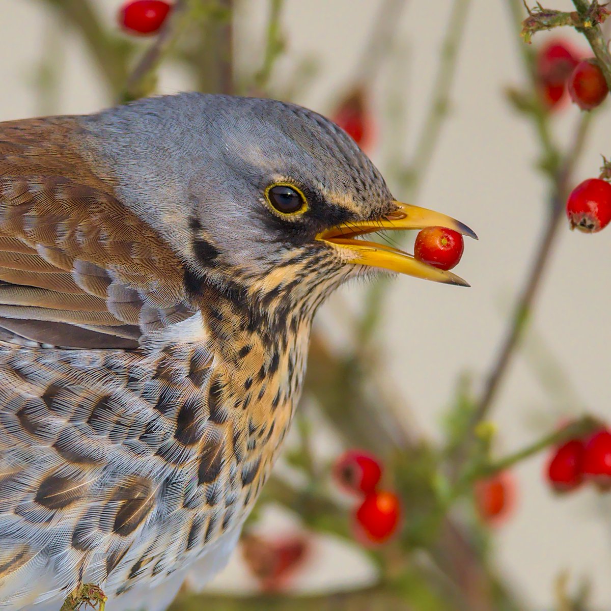 A head shot of a fieldfare from this weekend showing the intricate beauty of their plumage #TwitterNatureCommunity #fieldfare #NatureGoneWild #naturelover #everydaywildlife