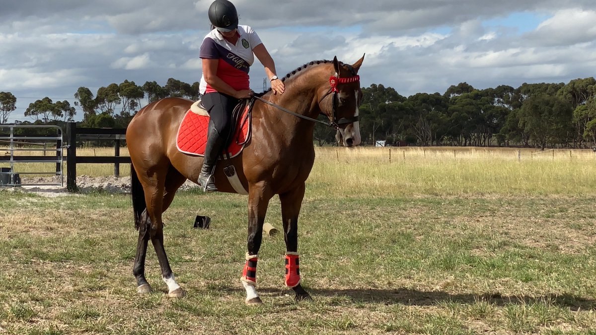 thefifi's tweet photo. It’s not every day Able Fun looks this fancy for his work at home, with the late cancellation of our recent competition I made the most of him being show ready 📸❤️ Looking forward to continuing his new show career. #ablefun #chriswallerracing #lifeafterracing #offthetrack https://t.co/e1aB6yln5p