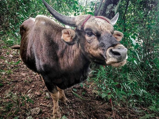 mizoraminsta's tweet photo. Mizo sial (gayal/mithun), Khawbel, Mizoram 📷 @muanpuia_chhakchhuak_cherput
.
.
.
#sial #gayal #mithun #mizosial #ranvulh #cattle #rearing #khawbel #mizoram #mizoraminsta #northeastIndia
📸 https://t.co/juhrPK3GDw via https://t.co/w819Jm6acn https://t.co/01zW73W26n