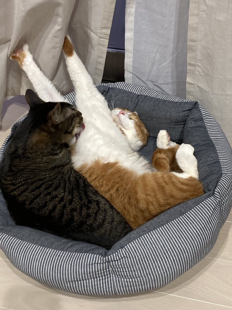 ちくわくん このクッションなら2人で入れるね 猫 ちくわ ピノ 多頭飼い 里親募集 にゃんこ ゴロゴロ モフモフ 肉球 しっぽ コタツ ヒゲ ジャンプ じゃれる 保護猫 耳 毛ずくろい 毛玉 飼育 動物 ペット 家猫 癒し 幸せ 猫パンチ ちくわくん このクッションなら2人で入れるね 猫 ちくわ ピノ 多頭飼い 里親募集 にゃんこ ゴロゴロ モフモフ 肉球 しっぽ コタツ ヒゲ ジャンプ じゃれる 保護猫 耳 毛ずくろい 毛玉 飼育 動物 ペット 家猫 癒し 幸せ 猫パンチ